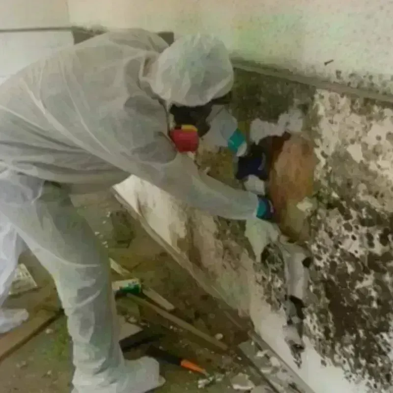 Mold Remediation and Removal in Sweeny, TX